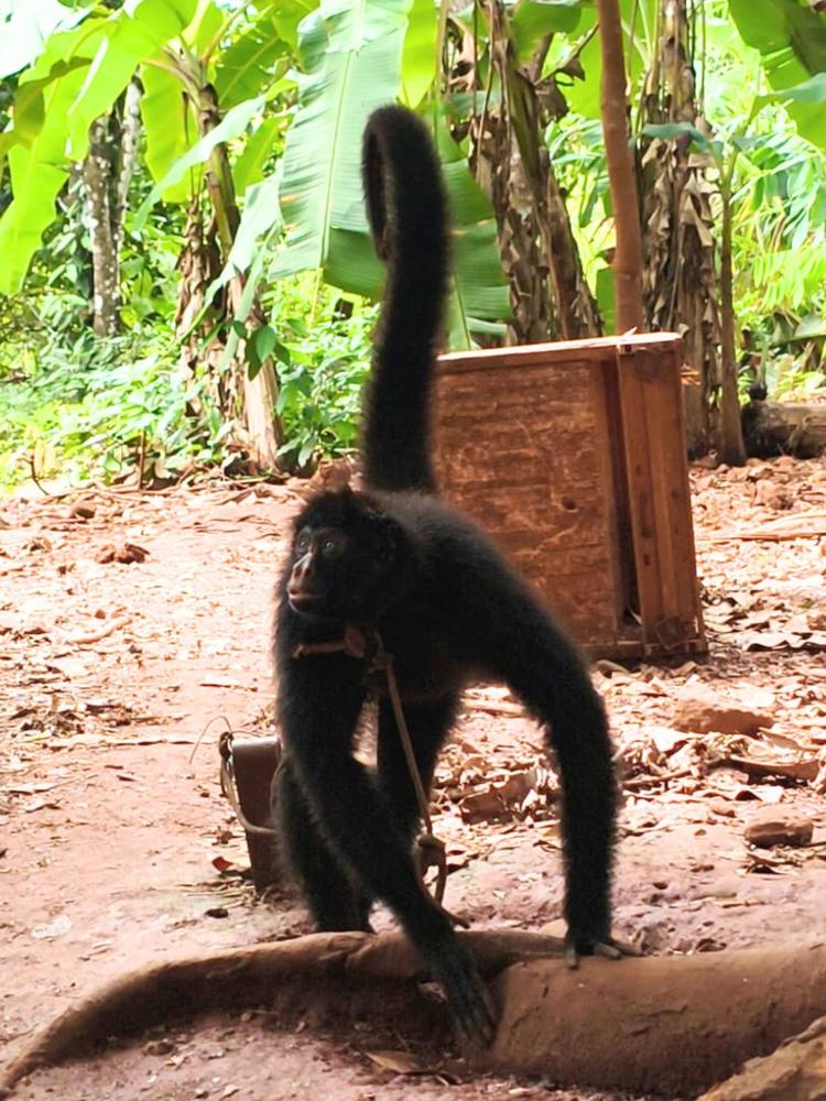 Macaco-aranha que vivia amarrado pelo pescoço é resgatado em Rondônia