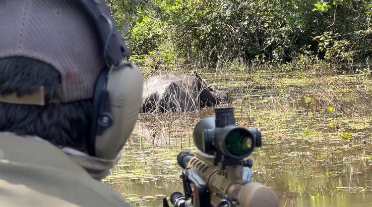 Justiça Federal autoriza retomada do abate experimental de búfalos invasores na Amazônia