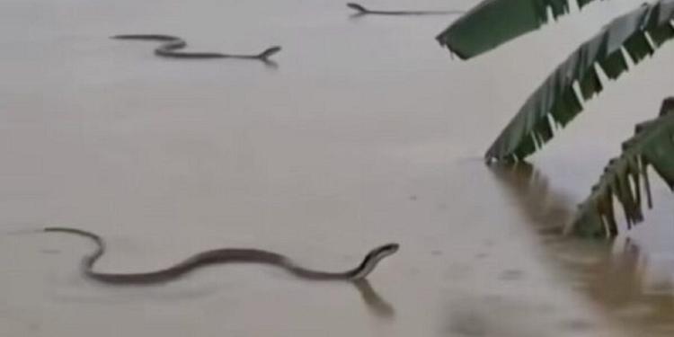 Cina, serpenti velenosi fuggiti nell'alluvione: catturati a migliaia