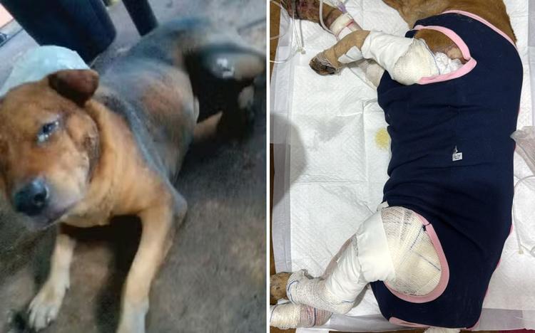 Morre cachorro que teve corpo queimado com gasolina, em Goiás