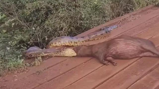 Sucuri arrasta capivara pela cabeça às margens de córrego em MS; vídeo