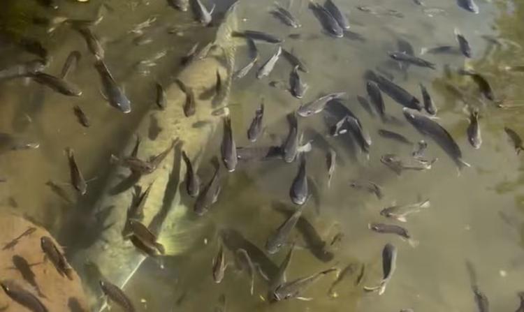 Pirarucu gigante impressiona em lago no meio de bairro de Goiânia