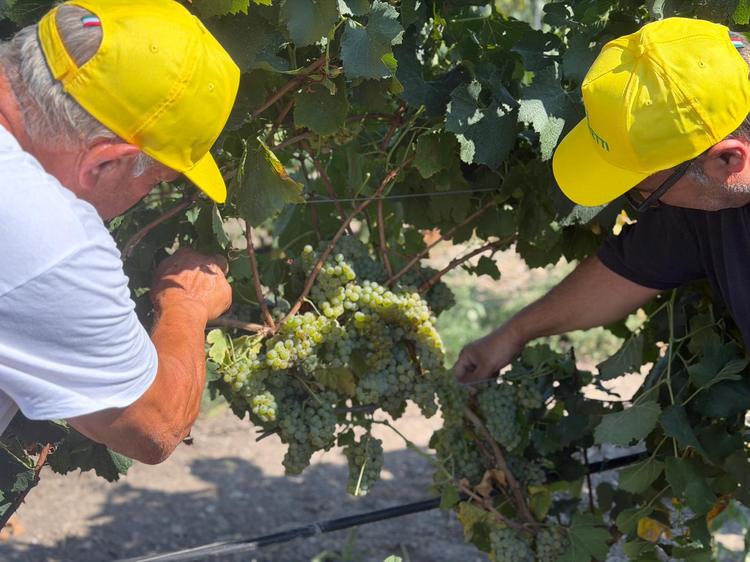Foggia, Vendemmia 2026: uve sane ma prezzi e mercato le grandi incognite
