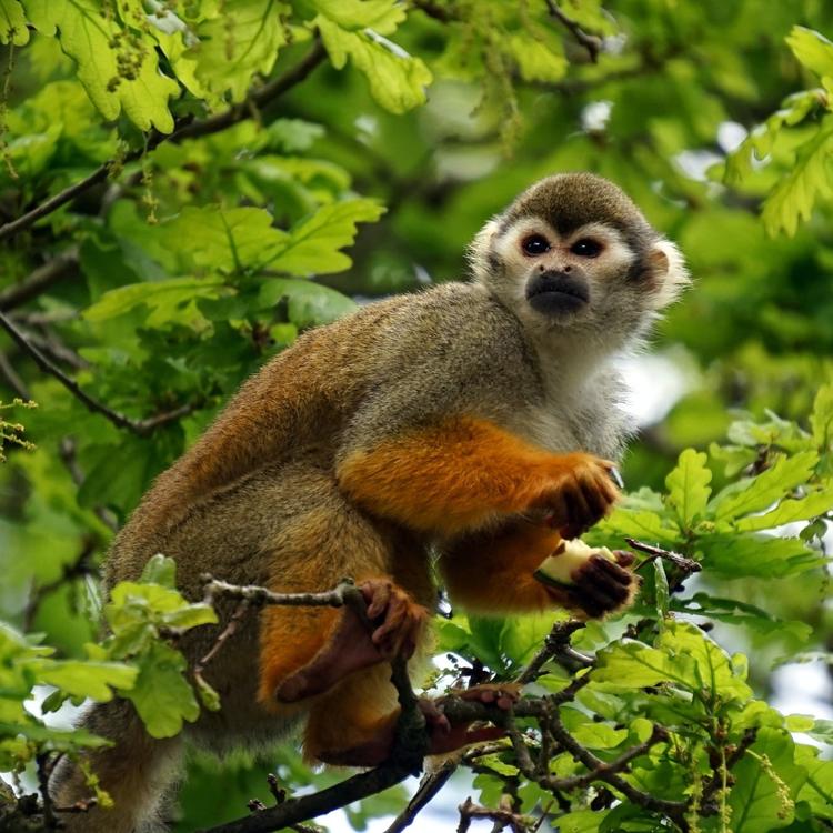 14 singes-écureuils volés au zoo de La Londe-les-Maures