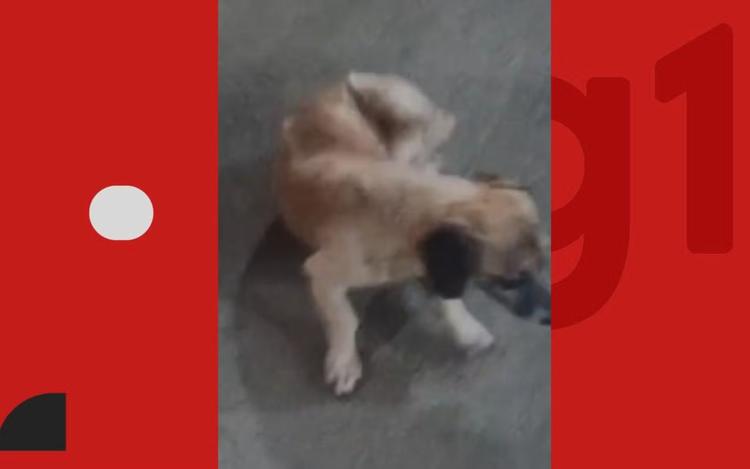 Mulher é impedida de embarcar com cachorro em ônibus por falta de carteira de vacinação na Bahia