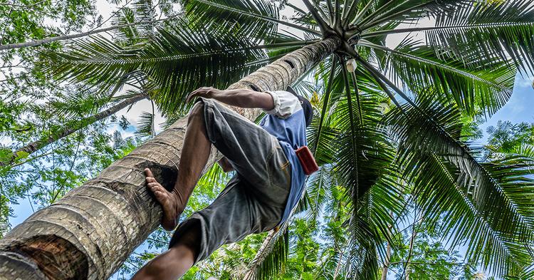 Cooperativismo extrativista ganha programa de R$ 103 milhões na Amazônia Legal
