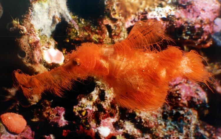 Scientists Discover New Ghost Pipefish Species Disguised as Algae