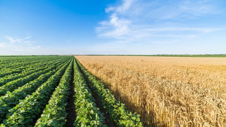 Crop Diversity Strengthens Natural Pest Control