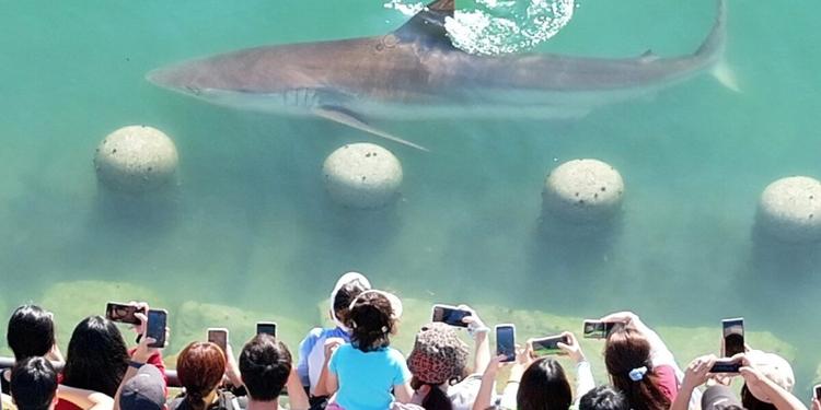 Uno squalo bloccato in un canale della Corea del Sud attira 600.000 visitatori