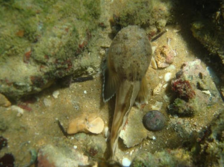 Niquim: peixe peçonhento brasileiro ajuda a entender o sistema imunológico
