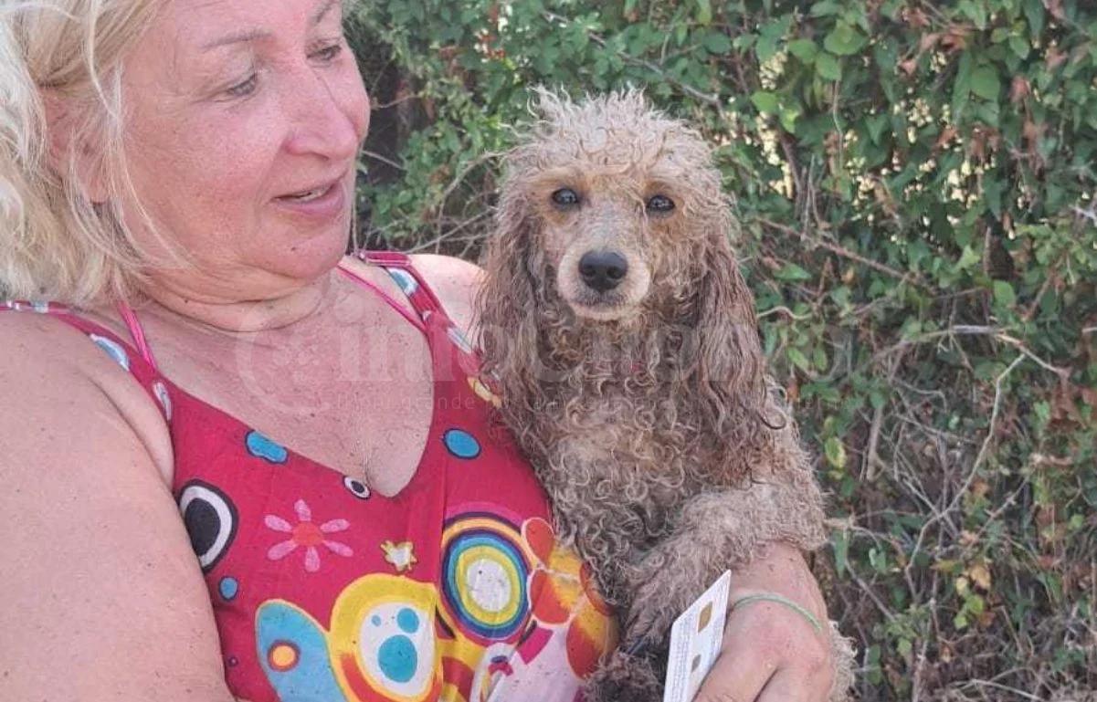 Policastro Bussentino, barboncino cade in un pozzo: salvato dai Vigili del Fuoco