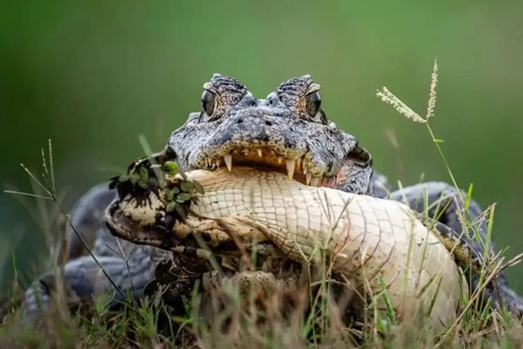 Cena rara: jacaré é flagrado praticando canibalismo no Pantanal; entenda o comportamento