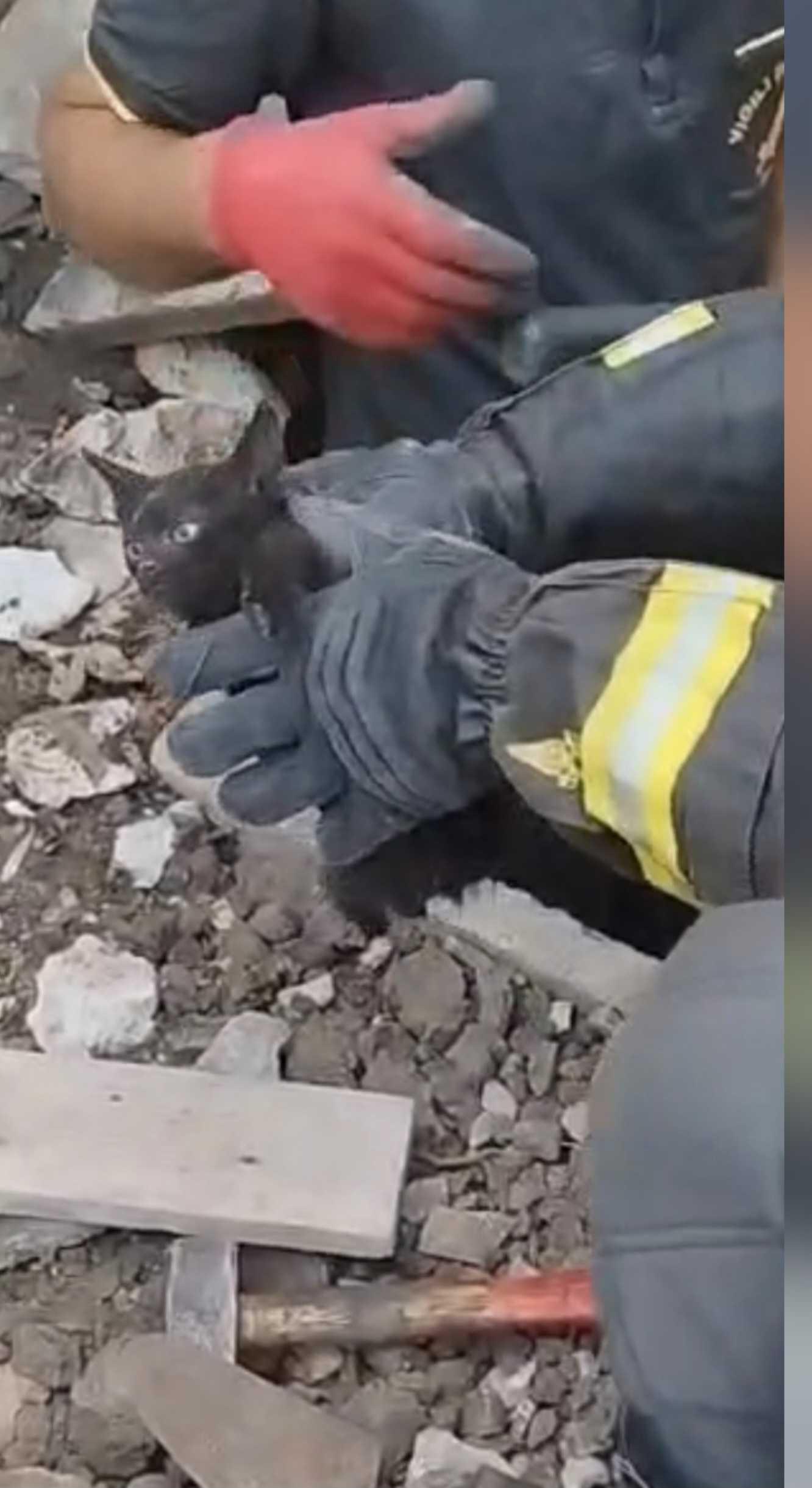 Polla, gattino rimane intrappolato sotto terra durante dei lavori edili: salvato dai Vigili del Fuoco