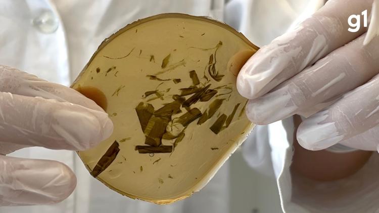 Estudantes do RS vencem prêmio internacional de inovação com curativo biodegradável
