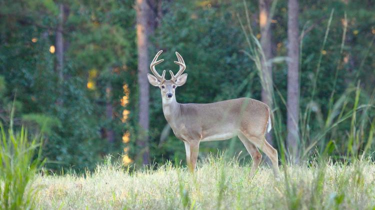 Updated CWD management zones released in Mississippi