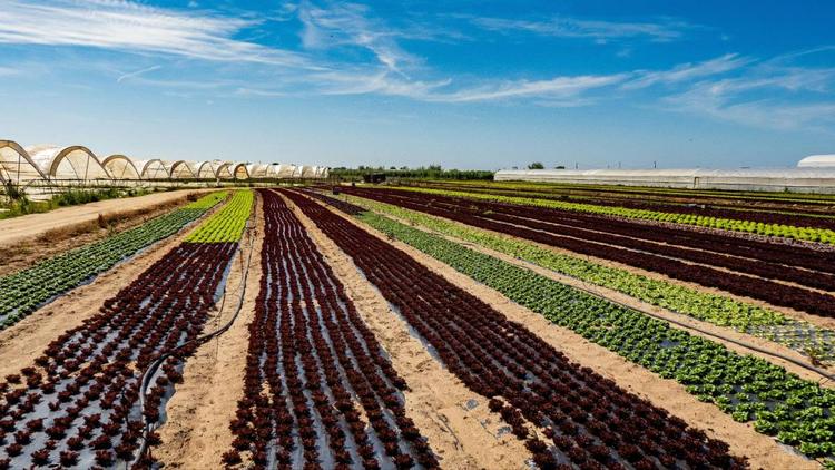 Terreni agricoli ai giovani: come funziona il bando Ismea “Generazione Terra”