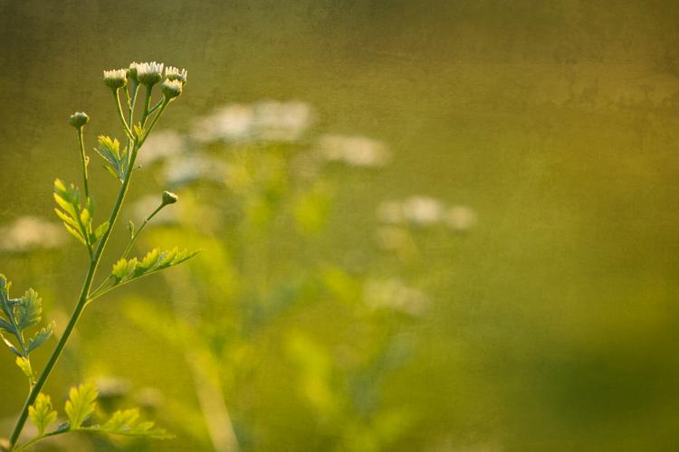 The Incarnation and the Hope of Glory
