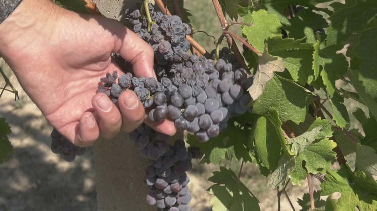 ASTI – Siccità: Coldiretti sollecita il Tavolo verde in Regione