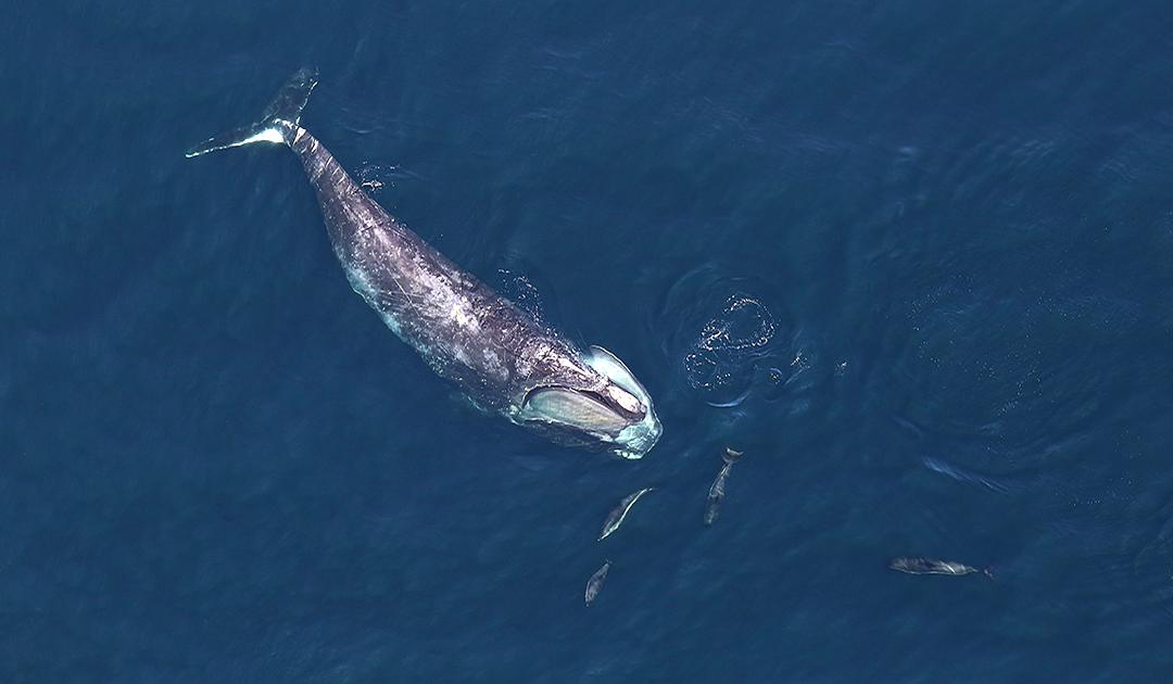 Robot searches for rare North Atlantic right whales