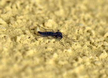 Con il caldo si svegliano le zanzare, esperti: "Subito interventi altrimenti è tardi"