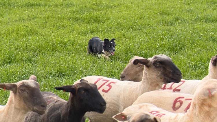 Border Collie: como cães treinados para guiar ovelhas colocaram o Brasil entre os destaques do Mundial de Pastoreio na Escócia