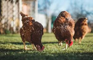 México suspende importação de carne de frango do Brasil por surto de doença no país