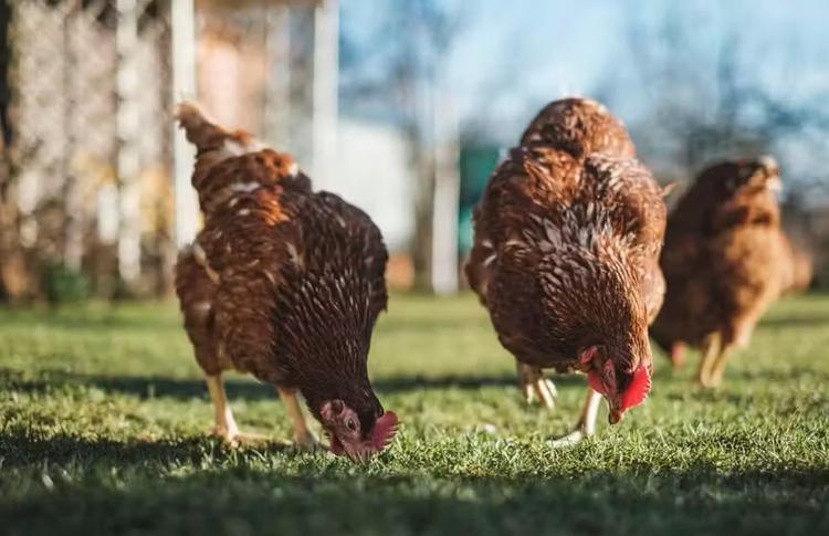 México suspende importação de carne de frango do Brasil por surto de doença no país