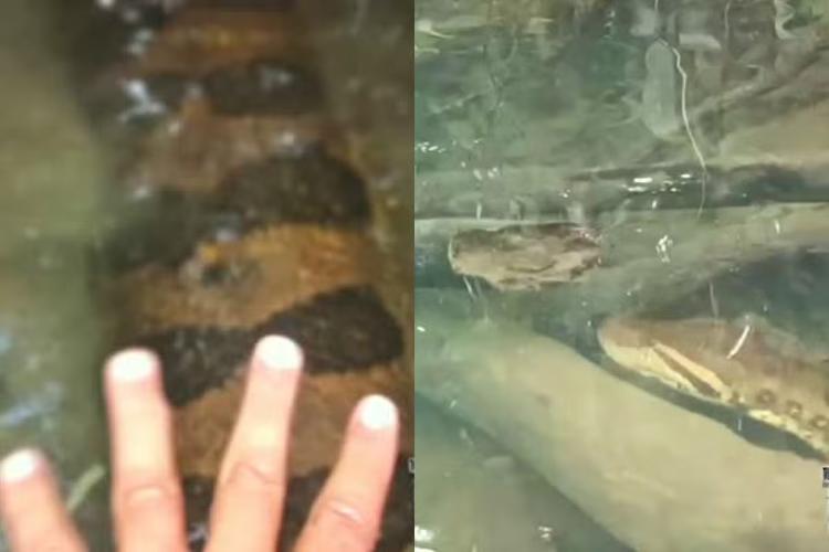 Caçador de sucuris fica cara a cara com serpente gigante em rio de Bonito; VÍDEO