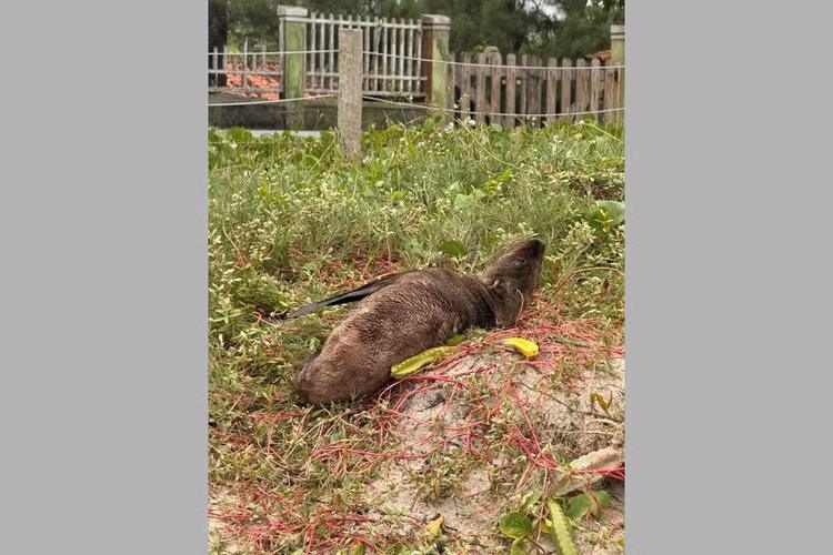 Lobo-marinho é resgatado após ser encontrado debilitado em meio a cactos na praia de Jaconé