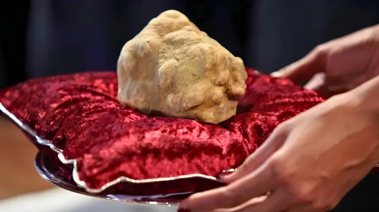 La Basilicata punta sul tartufo bianco pregiato, a Matera 10 giorni di eventi