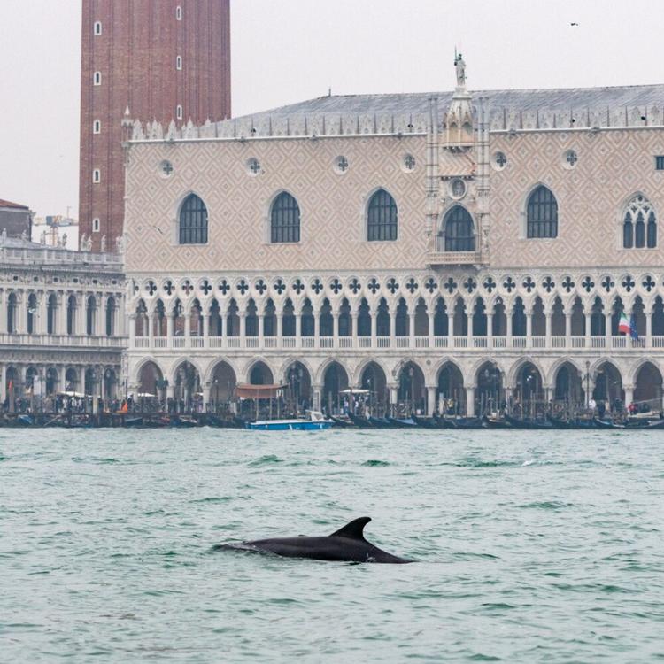 Il delfino 'Mimmo' e la laguna Venezia: "Qui mangia e sta bene"