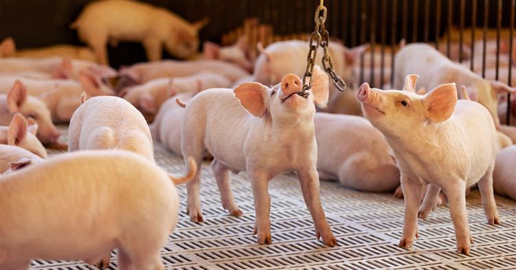Certificações internacionais reforçam padrões de bem-estar animal da Aurora Coop