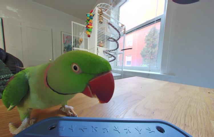 a photo of a parrot captured by the birdbuddy home