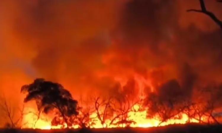 Incêndio atinge reserva ambiental na Bahia e moradores denunciam morte de animais