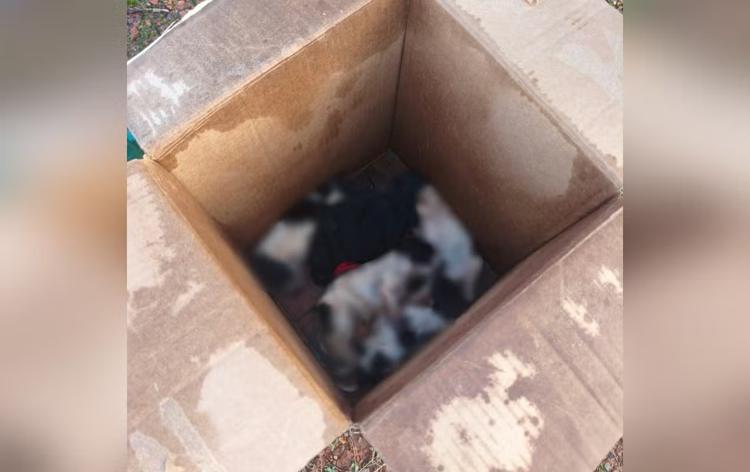 Filhotes de cães são encontrados mortos dentro de caixa de papelão no interior de SP