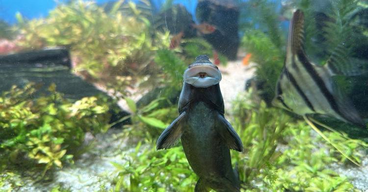 Limpeza na água: animais “profissionais” ganham destaque no Oceanic Aquarium no Dia do Trabalhador