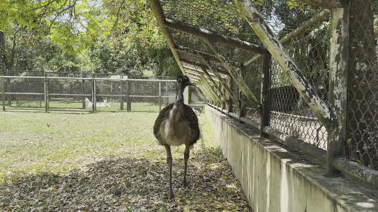 Emu pode chegar a 2 metros de altura e correr a 50 km/h; conheça ave flagrada em viaduto no Rio