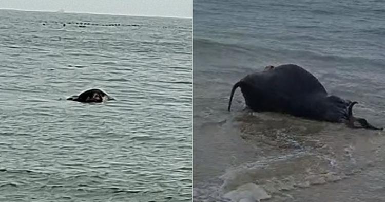 Vídeo: vaca é encontrada boiando em praia famosa de Balneário Camboriú