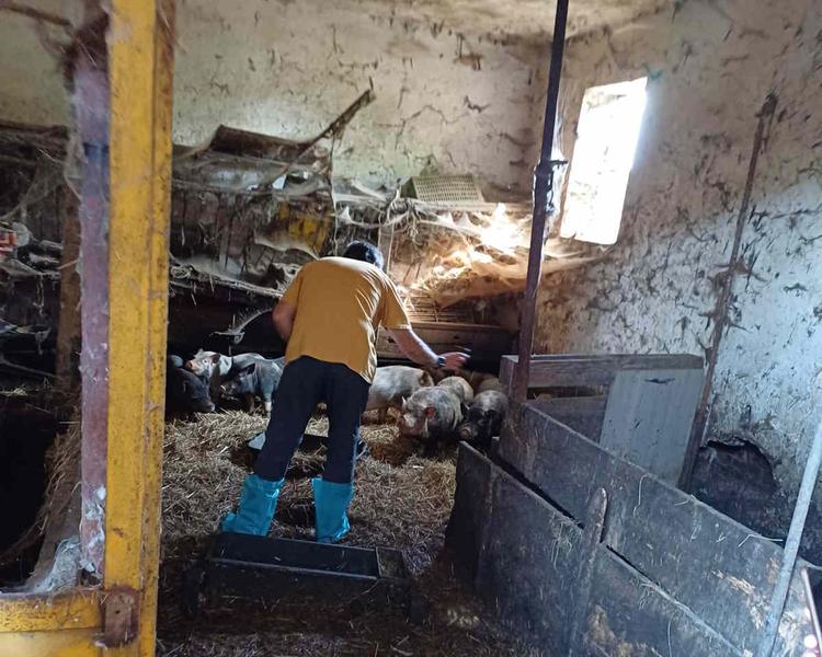 AVIGLIANA – Salvati numerosi animali che vivevano senza cure in una cascina