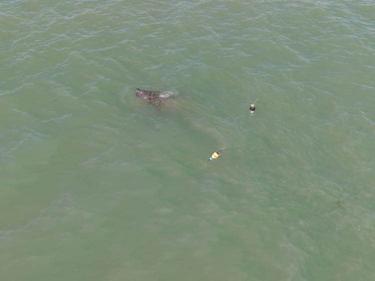 Após ser resgatada em rio de João Pessoa, peixe-boi-marinho é visto com outros animais em Cabedelo; VÍDEO
