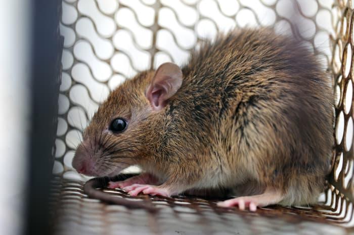 hantavirus