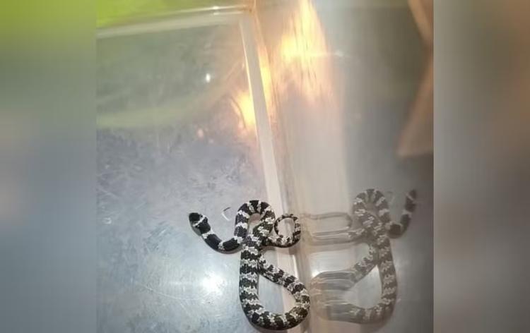 Serpente ‘papa-lesma’ é encontrada dentro de casa e resgatada pela Defesa Civil em Taquarituba