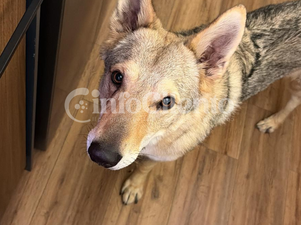 Capaccio, tentano di avvelenare un cane lupo per svaligiare casa: salvato