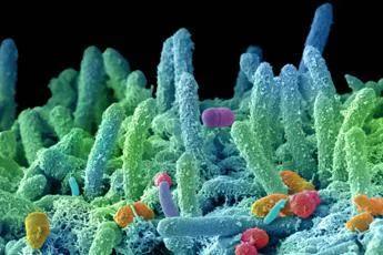 "Super batteri nuova pandemia", appello microbiologi: fondi certi in Manovra e politiche ambientali﻿