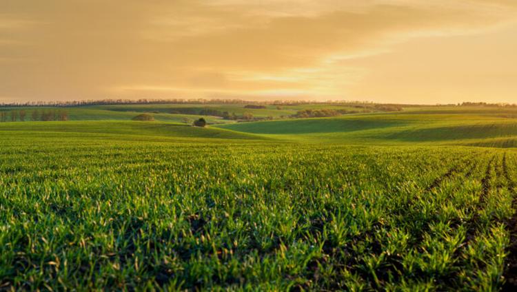 Crop Impacts Concentrated on One-Third of Farmland