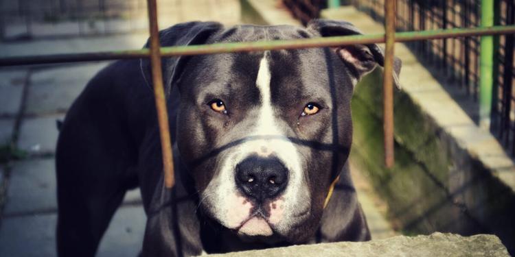 Palestre usate per incattivire e addestrare i pitbull uccidendo altri cani, sei indagati tra la Sicilia e la Campania