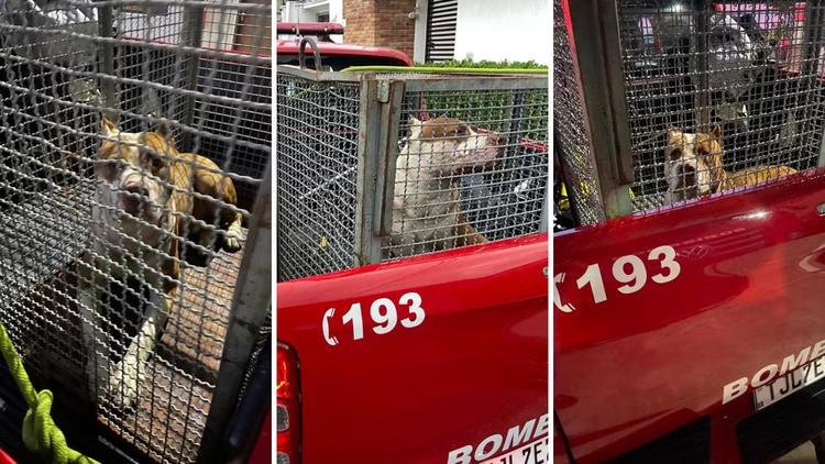 Pitbull é capturado pelos bombeiros após atacar cachorro vira-lata em Caraguatatuba