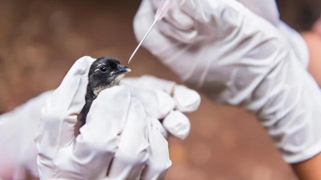 SP confirma segundo caso de gripe aviária do ano em ave encontrada no Ibirapuera