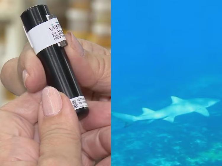 Pernambuco volta a monitorar tubarões com microchips após 11 anos