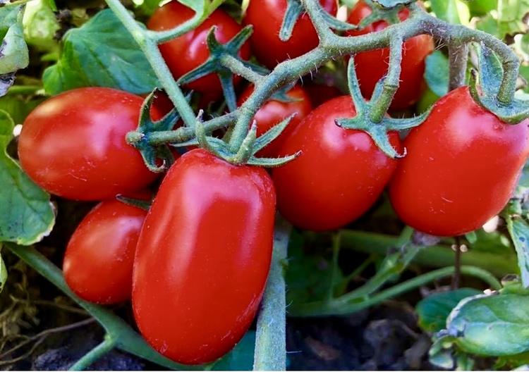 Pomodoro, manca intesa su prezzo. Cia Puglia: “Ritardo penalizza produttori”